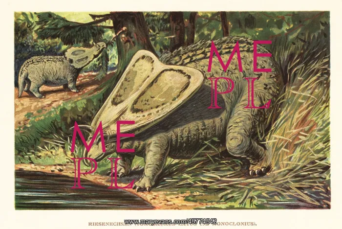 : Torosaurus latus and Monoclonius crassus : Torosaurus latus and Monoclonius crassus