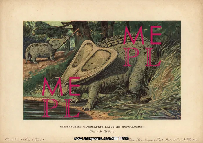 : Torosaurus latus and Monoclonius, extinct ceratopsid : Torosaurus latus and Monoclonius, extinct ceratopsid