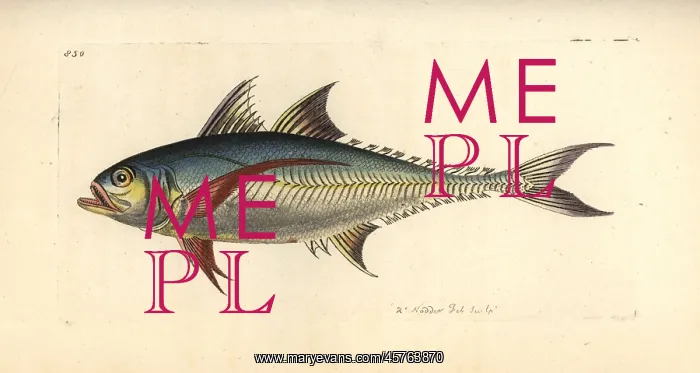 : Torpedo scad, Megalaspis cordyla : Torpedo scad, Megalaspis cordyla