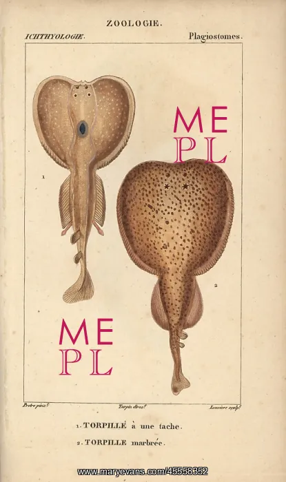 : Torpedo, Torpedo torpedo, and marbled electric : Torpedo, Torpedo torpedo, and marbled electric