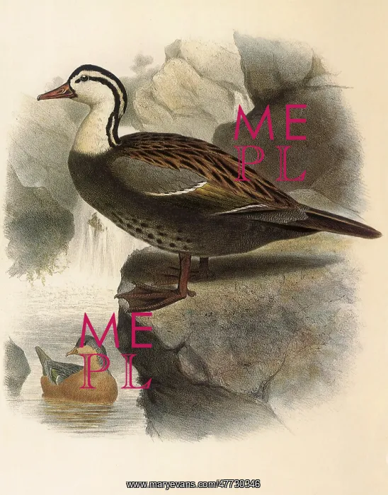  : Torrent Duck, Merganetta turneri