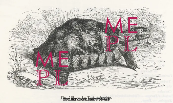  : A TORTOISE