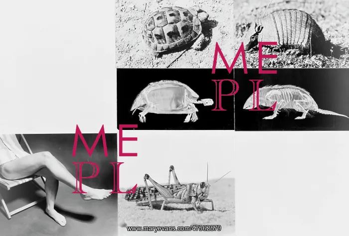 : Tortoise and armadillo comparison : Tortoise and armadillo comparison