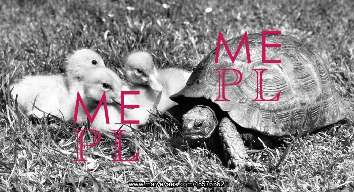  : Tortoise and ducklings