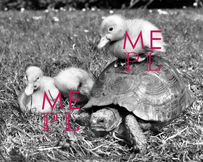  : Tortoise and ducklings