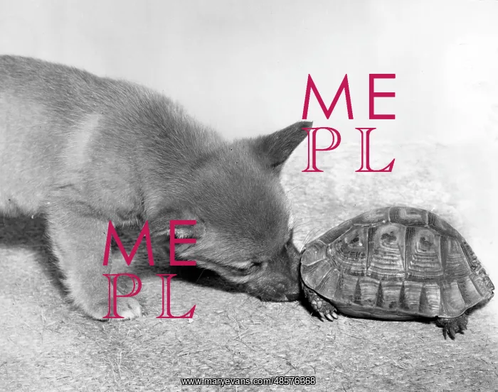  : Tortoise and fox cub