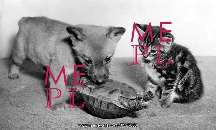 : Tortoise, fox cub and tabby kitten : Tortoise, fox cub and tabby kitten