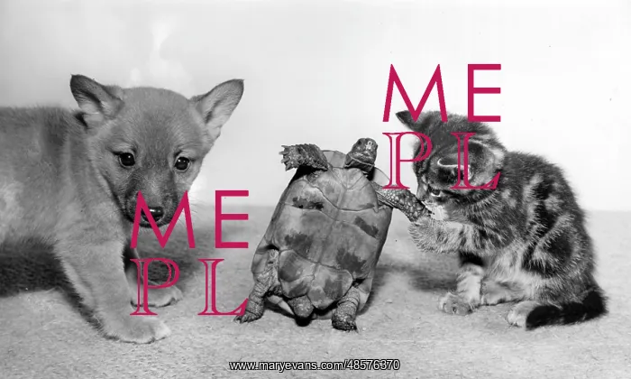 : Tortoise, fox cub and tabby kitten : Tortoise, fox cub and tabby kitten