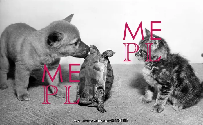 : Tortoise, fox cub and tabby kitten : Tortoise, fox cub and tabby kitten