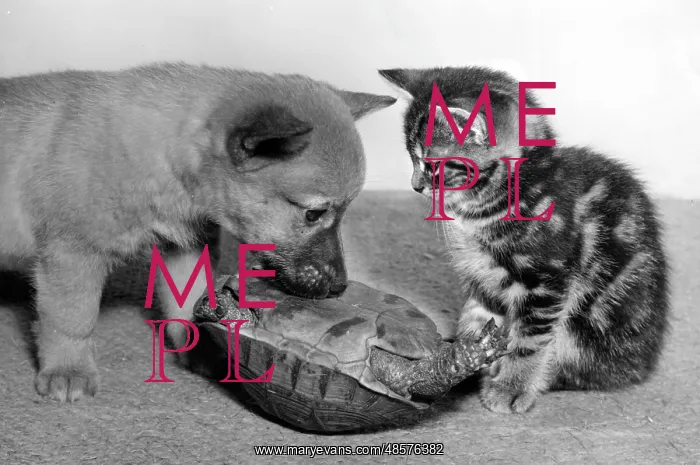 : Tortoise, fox cub and tabby kitten : Tortoise, fox cub and tabby kitten