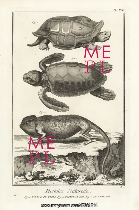 : Tortoise, sea turtle and chameleon : Tortoise, sea turtle and chameleon