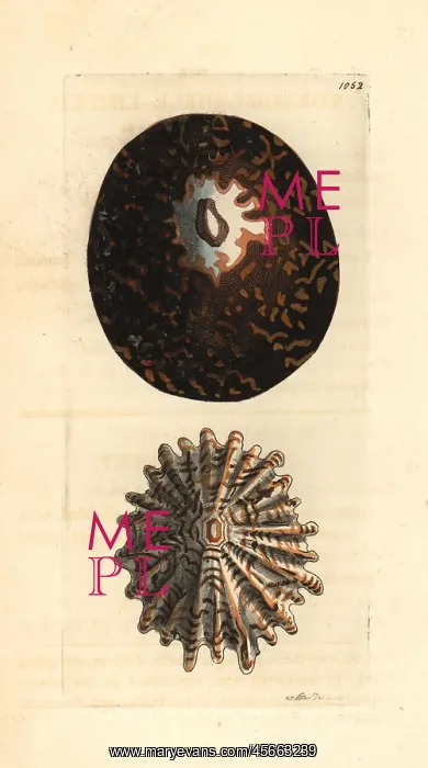 : Tortoise-shell limpet, Cellana testudinaria : Tortoise-shell limpet, Cellana testudinaria