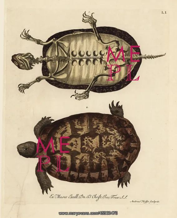 : Tortoise skeleton and German tortoise species : Tortoise skeleton and German tortoise species