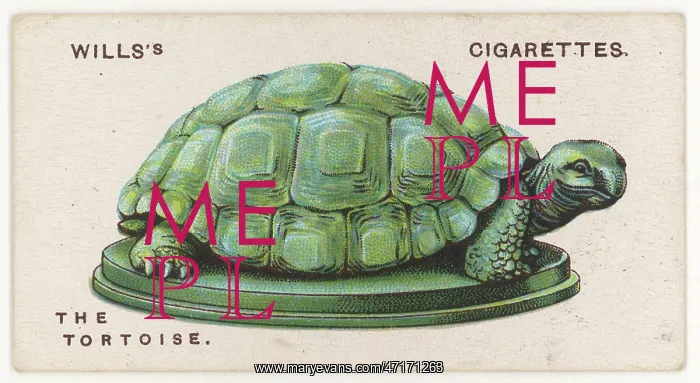  : TORTOISE TALISMAN