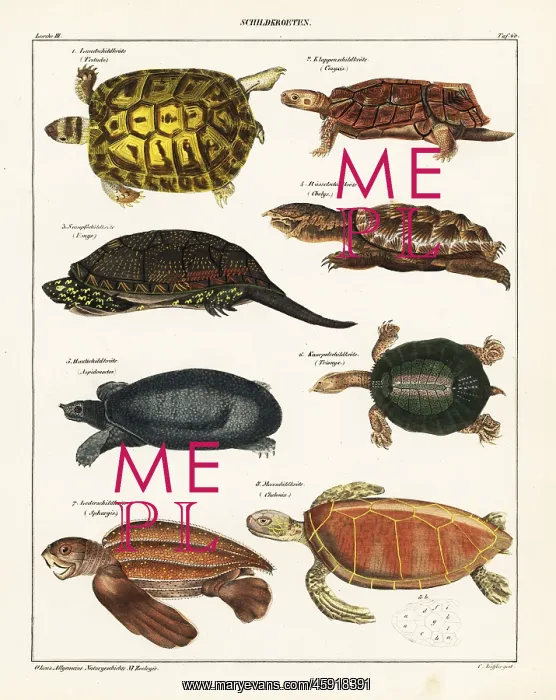 : Tortoise and turtle species : Tortoise and turtle species