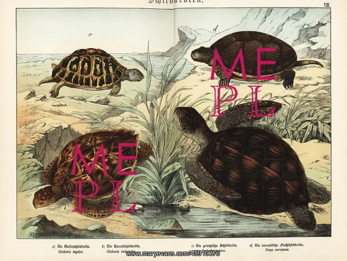 : Tortoise and turtles : Tortoise and turtles