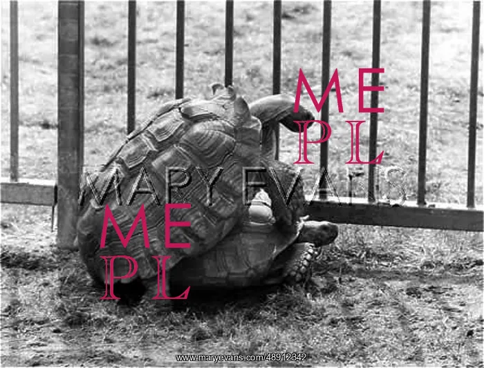  : TORTOISES MATING