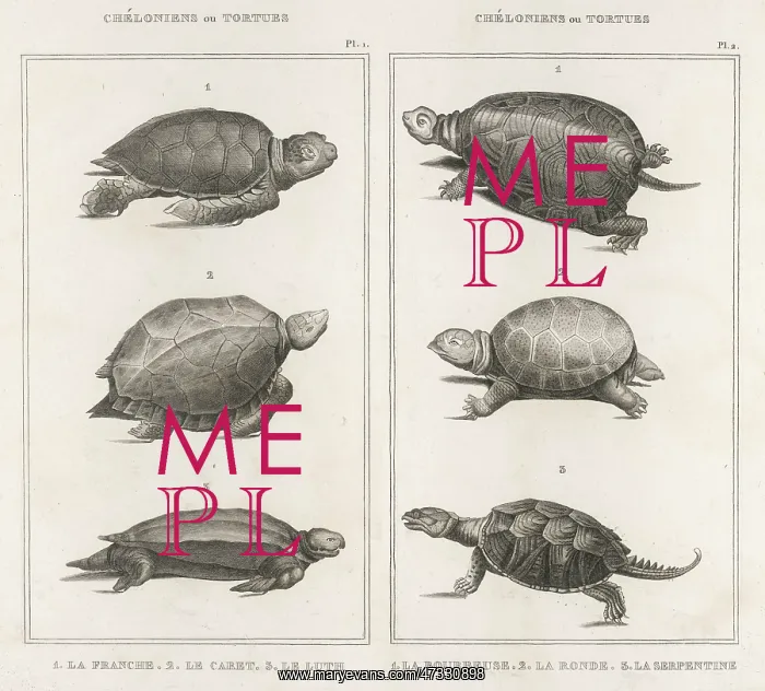  : TORTOISES / VARIOUS