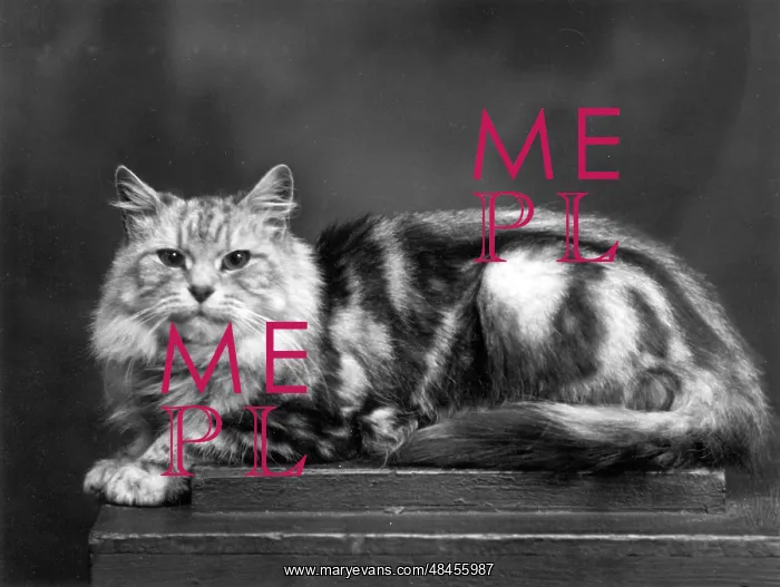  : TORTOISESHELL CAT