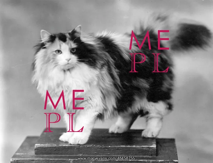 : TORTOISESHELL CAT : TORTOISESHELL CAT