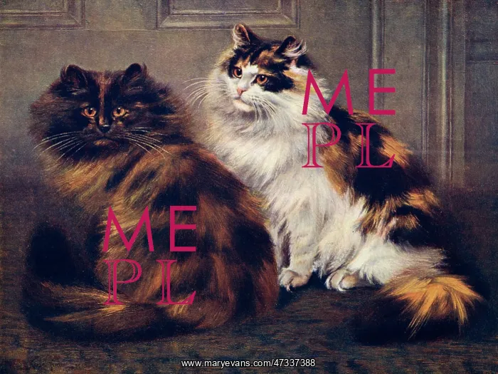 : TORTOISESHELL PERSIANS : TORTOISESHELL PERSIANS