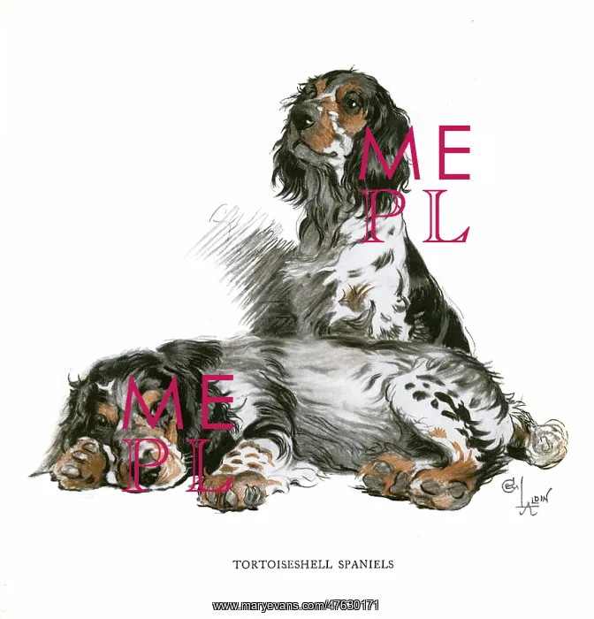  : Two tortoiseshell spaniels