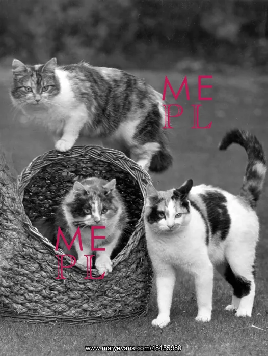 : THREE TORTOISESHELLS : THREE TORTOISESHELLS
