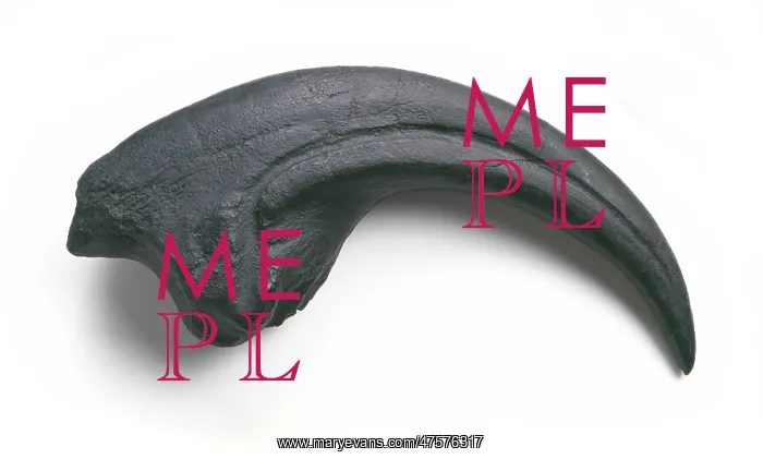 : Torvosaurus claw : Torvosaurus claw