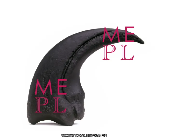 : Torvosaurus claw : Torvosaurus claw