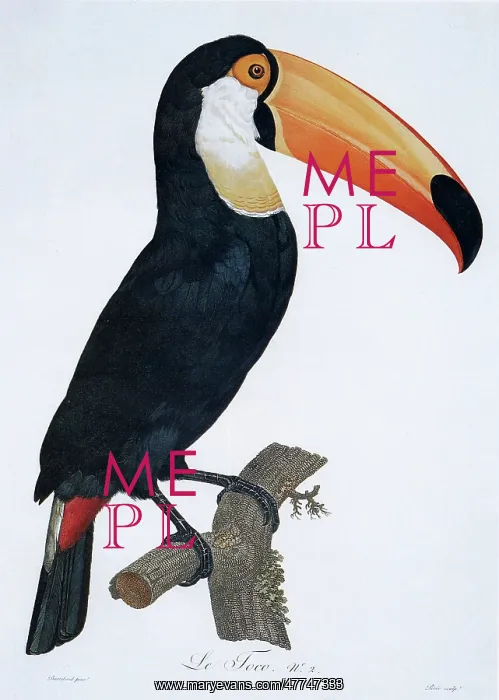  : Toucan perched on a branch