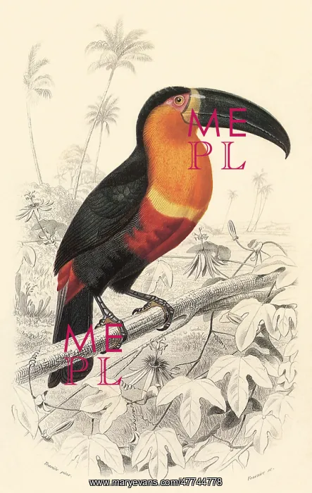 : Toucan (Ramphastos maximus) : Toucan (Ramphastos maximus)