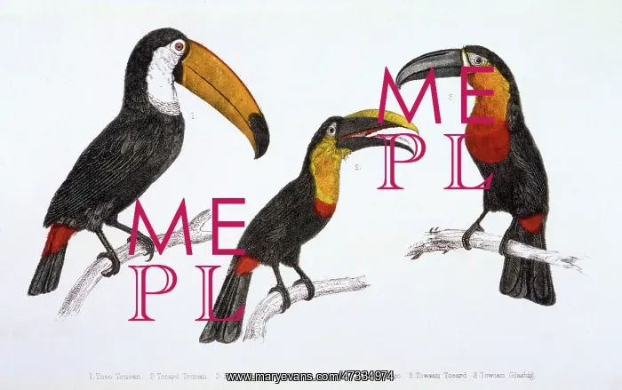 : THREE TOUCANS : THREE TOUCANS