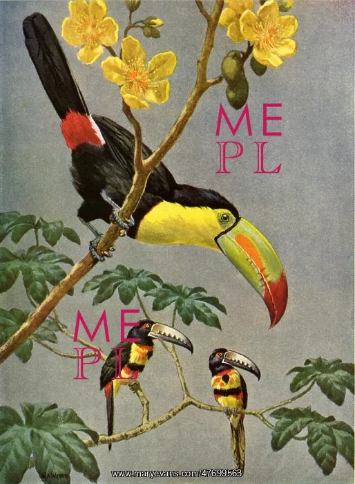  : Toucans