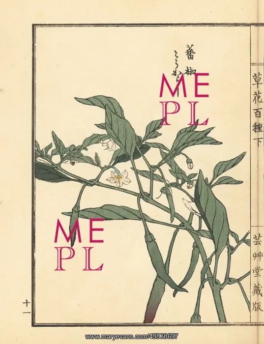 : Tougarashi or chili pepper, Capsicum annuum : Tougarashi or chili pepper, Capsicum annuum