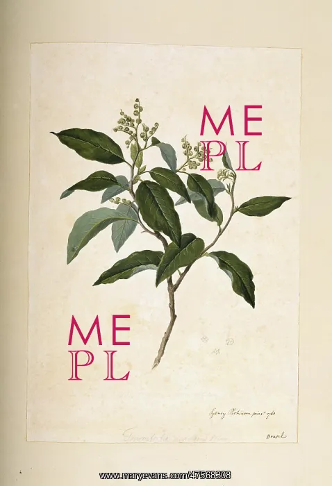 : Tournefortia paniculata : Tournefortia paniculata