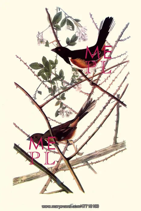 : Towhee : Towhee
