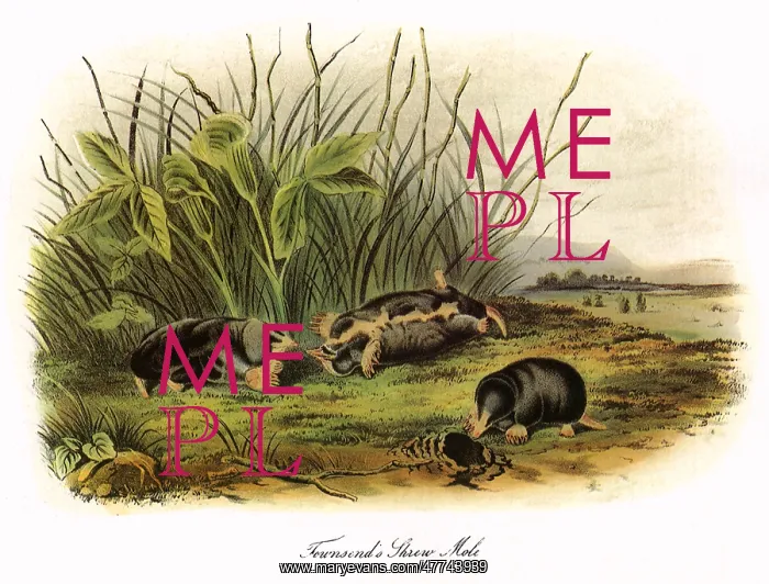 : Townsend's Shrew Mole : Townsend's Shrew Mole