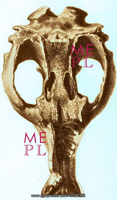 : Toxodon, Extinct Mammal : Toxodon, Extinct Mammal