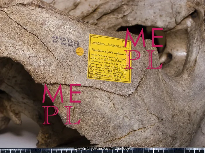 : Toxodon platensis : Toxodon platensis