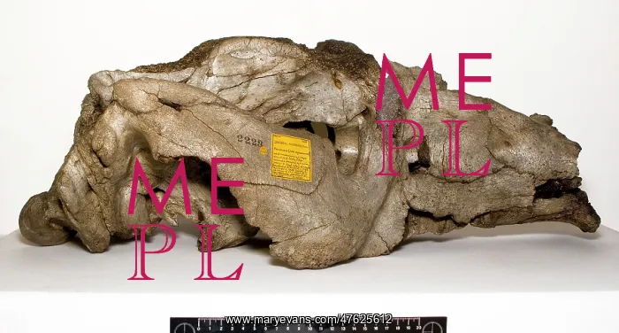 : Toxodon platensis : Toxodon platensis