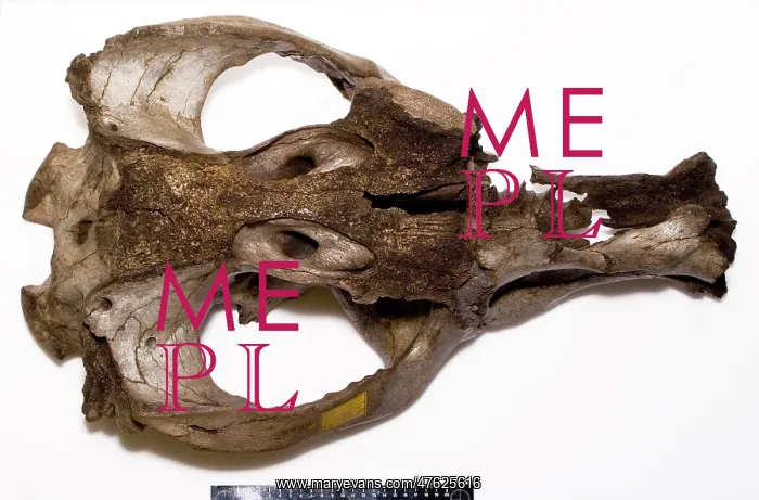 : Toxodon platensis : Toxodon platensis