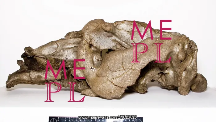 : Toxodon platensis : Toxodon platensis