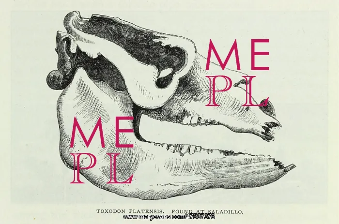  : Toxodon Platensis, found at Sadillo
