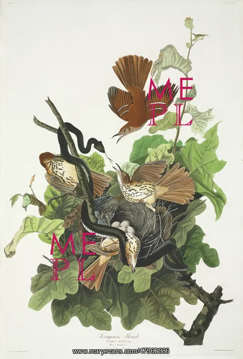 : Toxostoma rufum, brown thrasher : Toxostoma rufum, brown thrasher