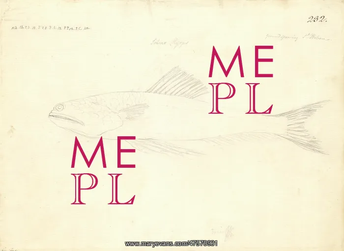 : Trachinocephalus myops, painted lizzardfish : Trachinocephalus myops, painted lizzardfish