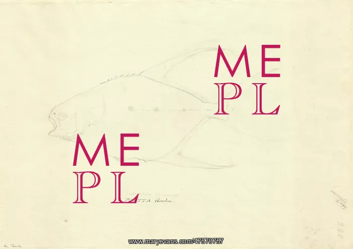 : Trachinotus goreensis, longfin pompano : Trachinotus goreensis, longfin pompano