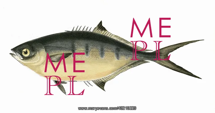 : Trachinotus ovatus, or Derbio : Trachinotus ovatus, or Derbio
