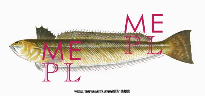: Trachinus draco, or Greater Weever : Trachinus draco, or Greater Weever