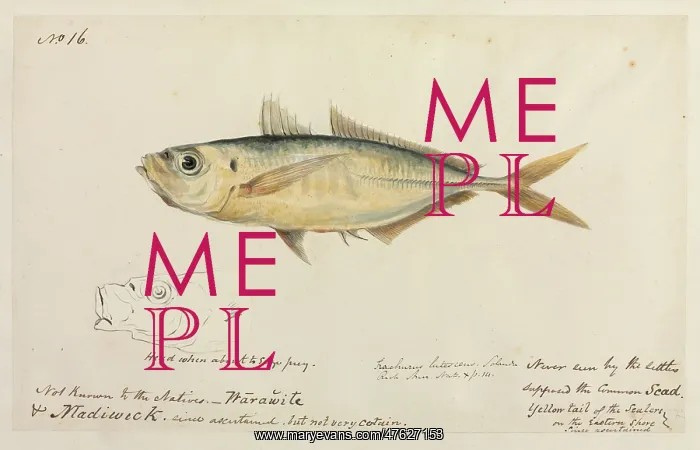 : Trachurus trachurus, common scad : Trachurus trachurus, common scad