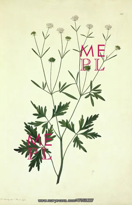 : Trachymene procumbens, creeping wild parsnip : Trachymene procumbens, creeping wild parsnip